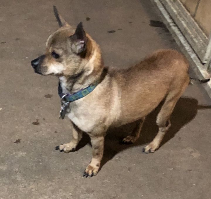 Wiener dog store and chihuahua mix