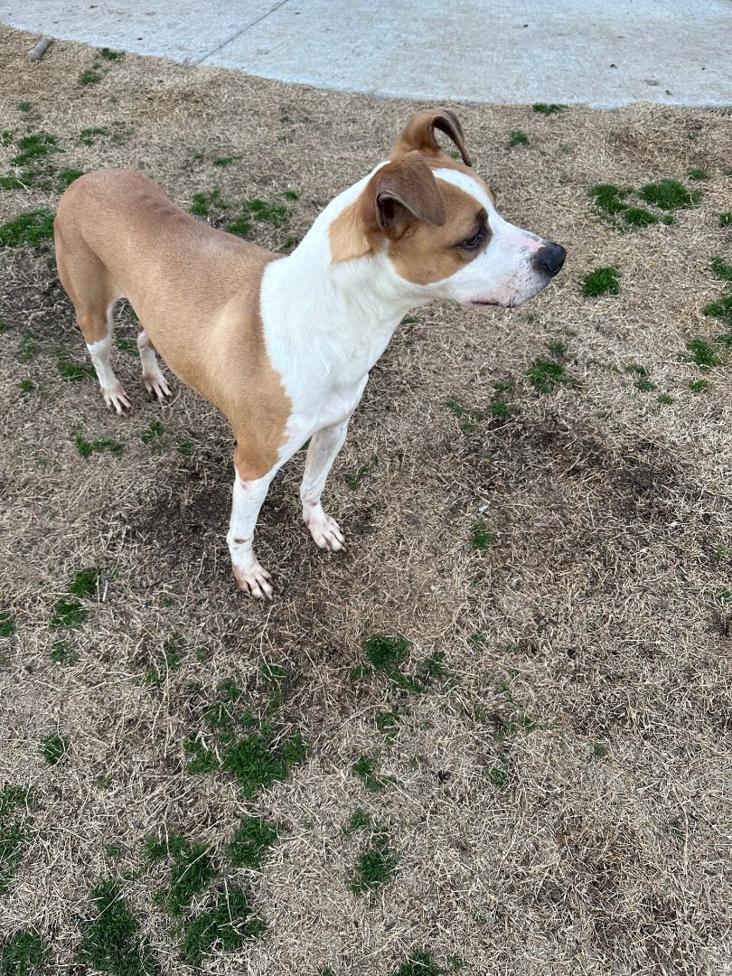 ASPEN, an adoptable American Bulldog, Mixed Breed in Claremore, OK, 74019 | Photo Image 1