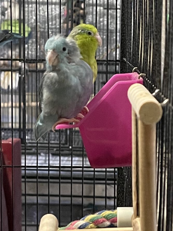 Parrotlets flock of 4