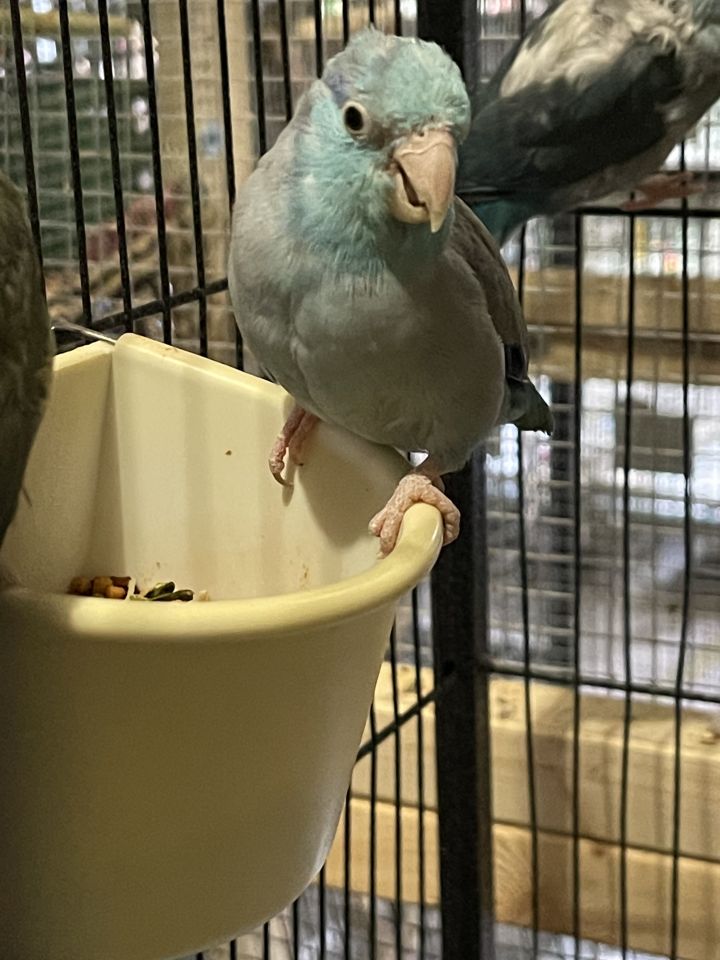 Parrotlets flock of 4 2