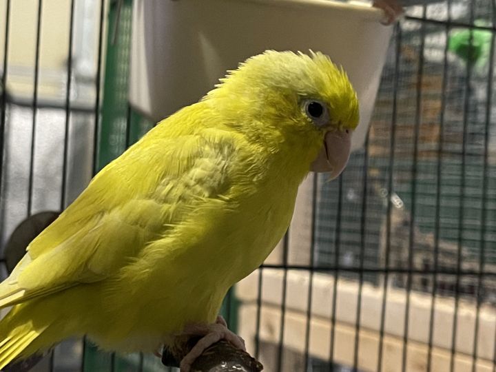 Parrotlets flock of 4 3