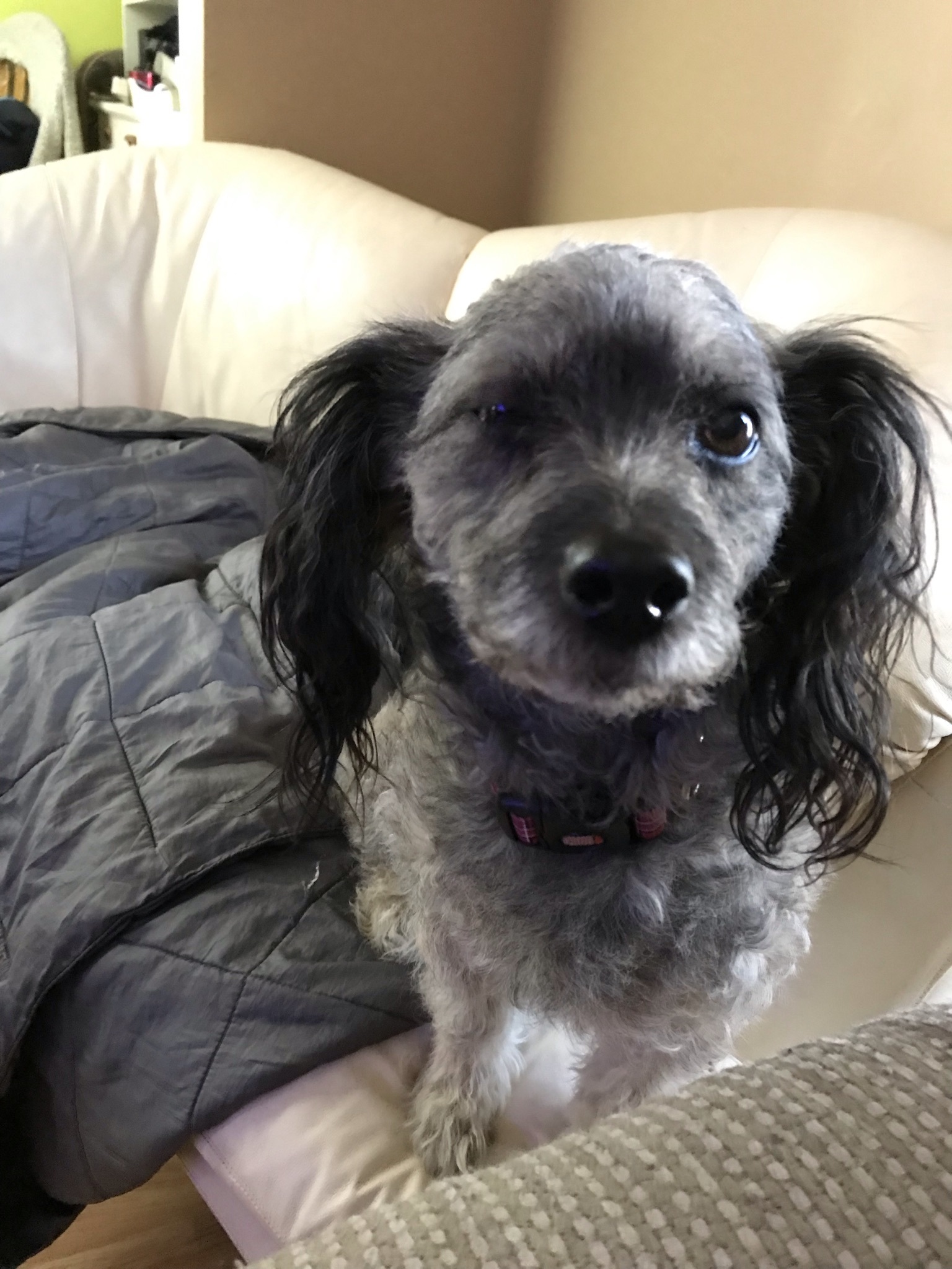 Jordan, an adoptable Poodle in Saskatoon, SK, S7L 3K9 | Photo Image 1