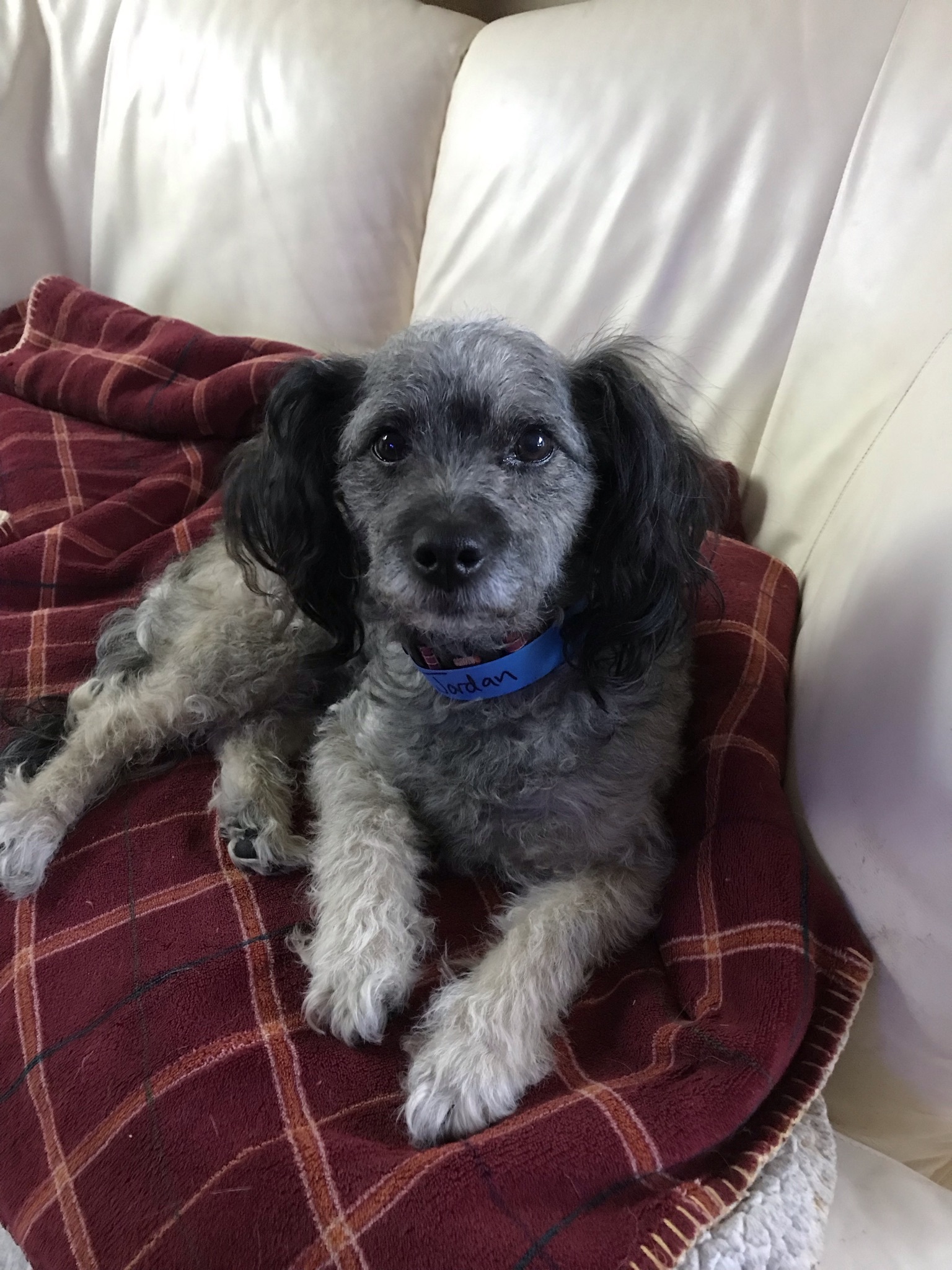 Jordan, an adoptable Poodle in Saskatoon, SK, S7L 3K9 | Photo Image 2