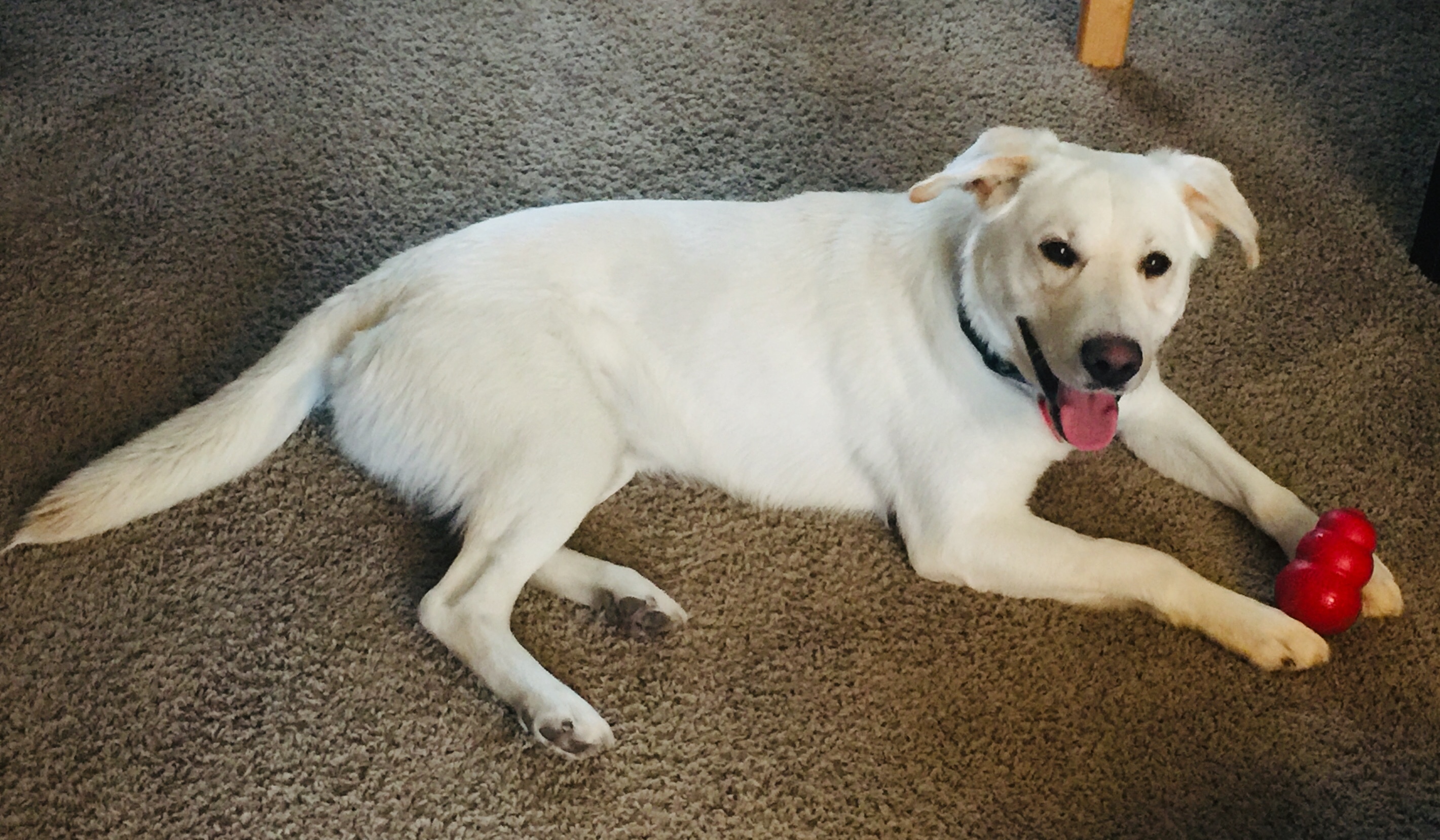 Fig, an adoptable Mixed Breed in Saskatoon, SK, s7h 3a1 | Photo Image 1