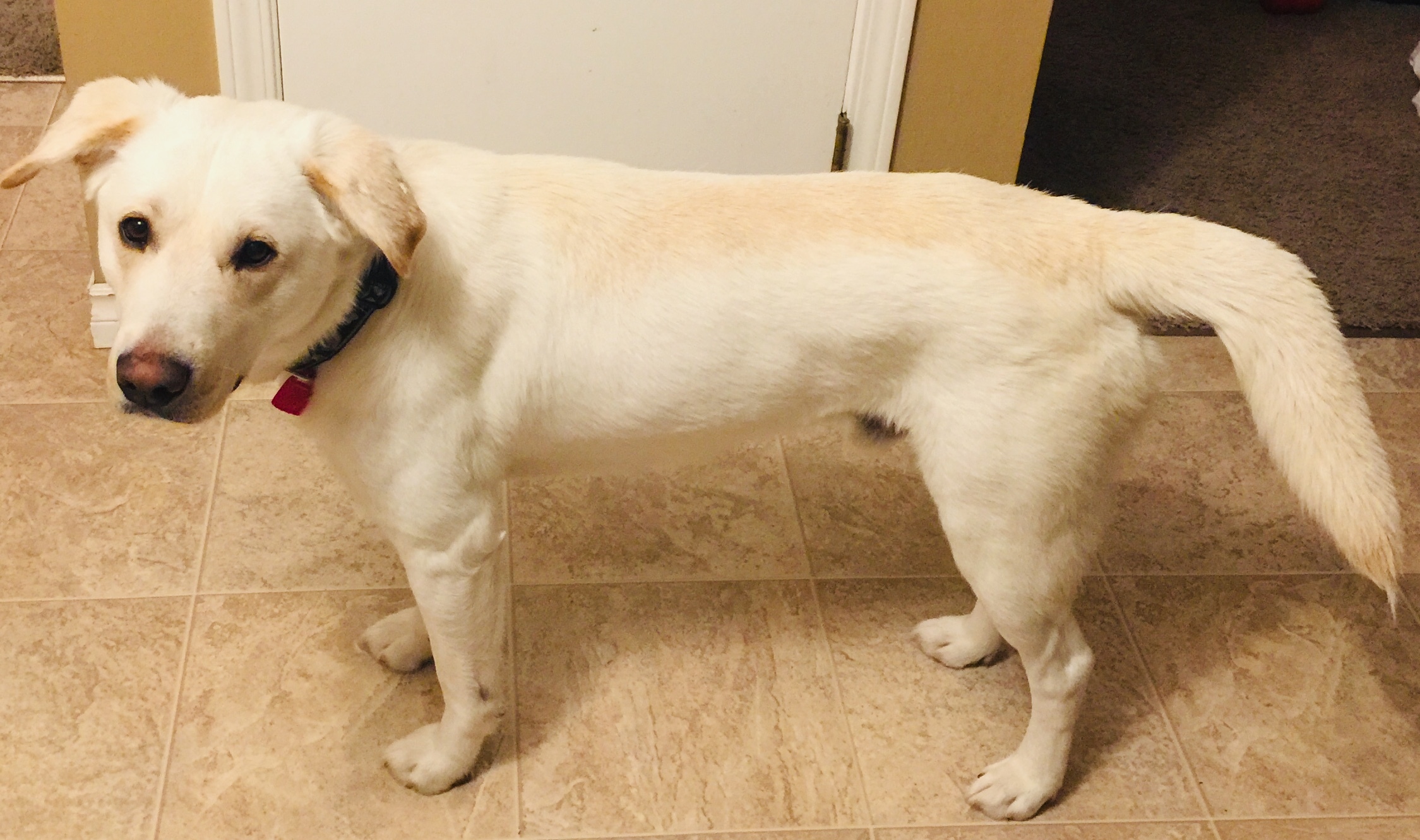 Fig, an adoptable Mixed Breed in Saskatoon, SK, s7h 3a1 | Photo Image 2