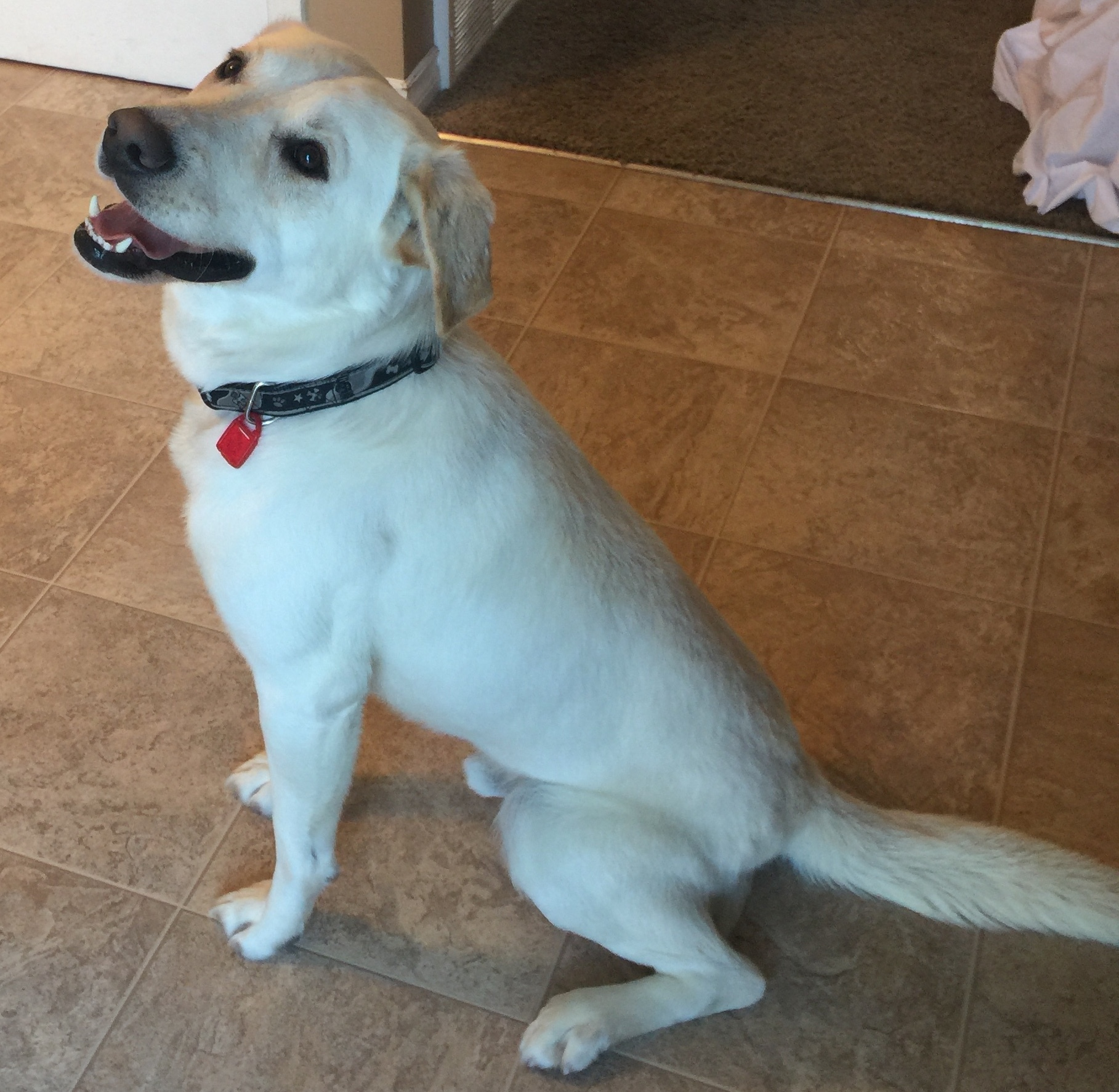 Fig, an adoptable Mixed Breed in Saskatoon, SK, s7h 3a1 | Photo Image 3