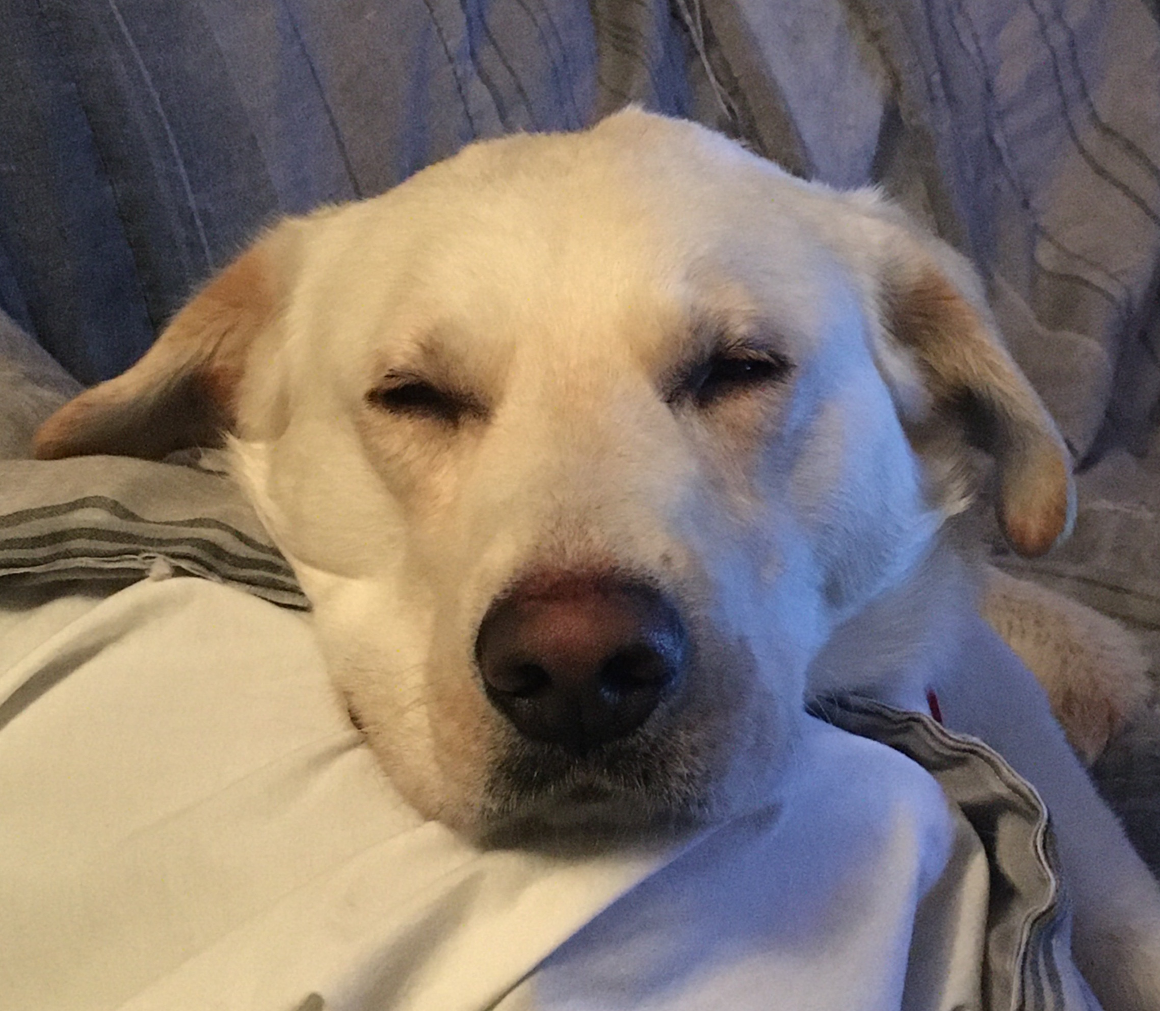 Fig, an adoptable Mixed Breed in Saskatoon, SK, s7h 3a1 | Photo Image 4