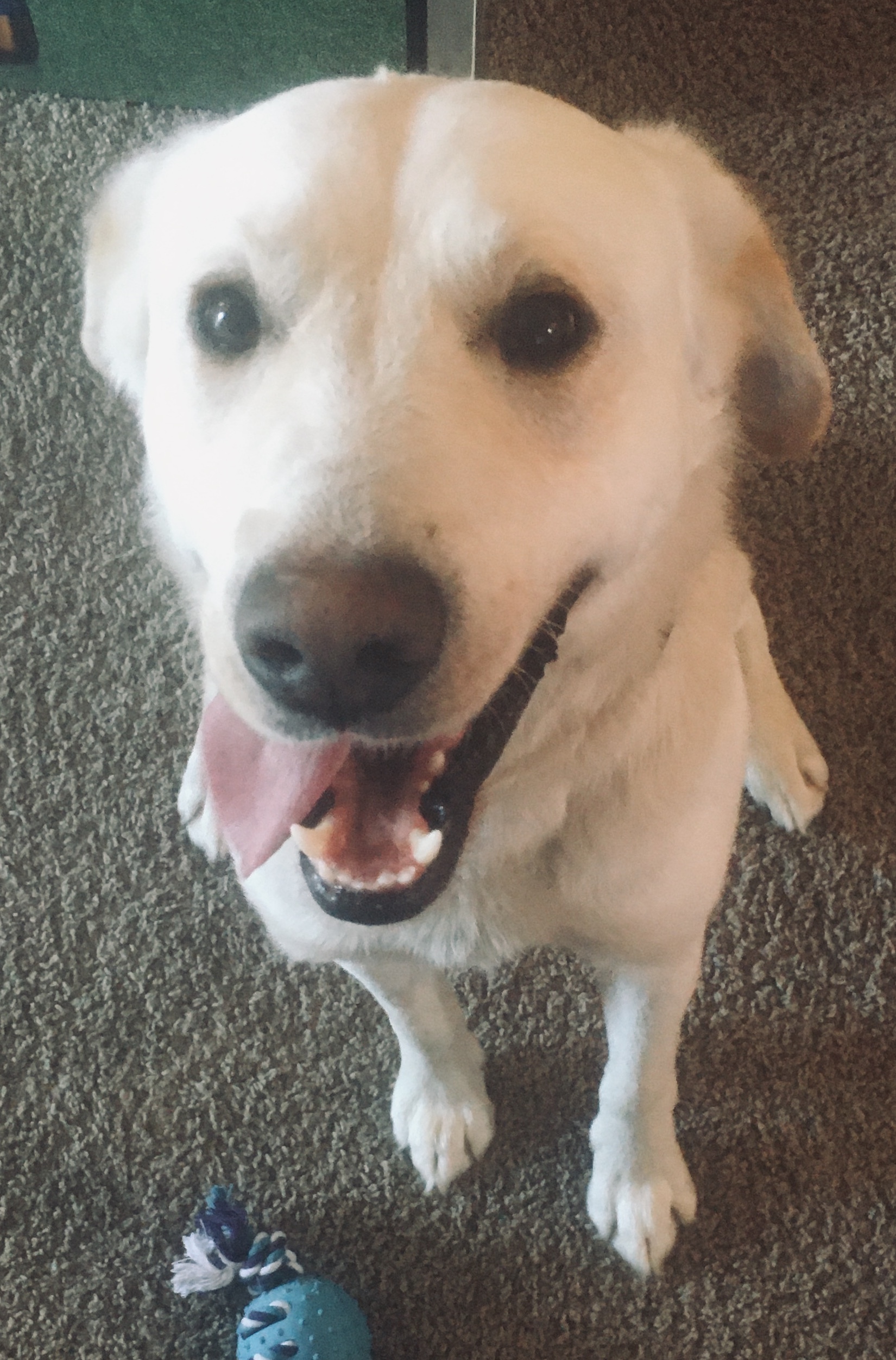 Fig, an adoptable Mixed Breed in Saskatoon, SK, s7h 3a1 | Photo Image 5