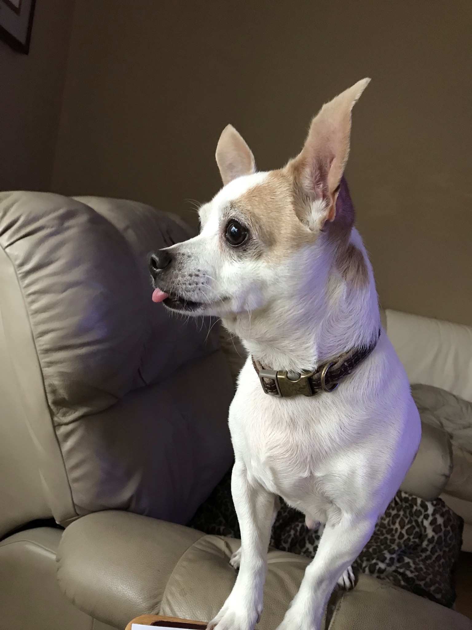 Gallo, an adoptable Chihuahua in Saskatoon, SK, S7L 3K9 | Photo Image 1