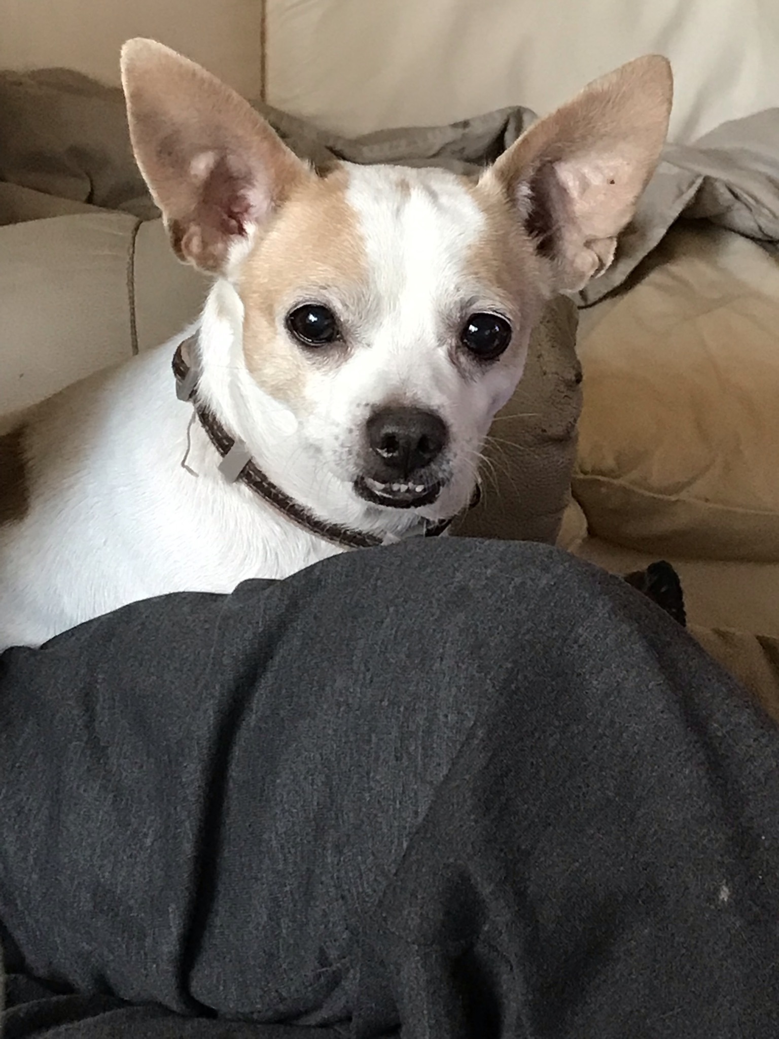 Gallo, an adoptable Chihuahua in Saskatoon, SK, S7L 3K9 | Photo Image 2