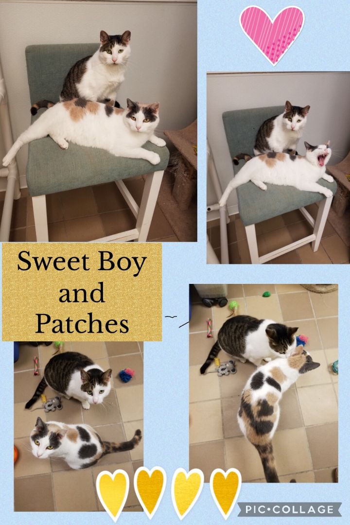 Patches and Sweet Boy, an adoptable Calico & Tabby Mix in Temple, PA_image-1