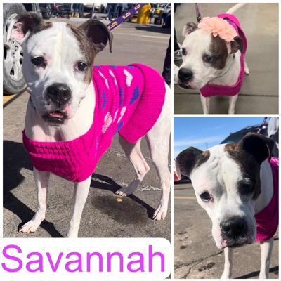 Savannah, an adoptable Boxer in Littleton, CO, 80127 | Photo Image 1