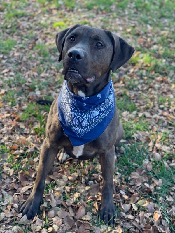 Drixel (AKA MOOSE)