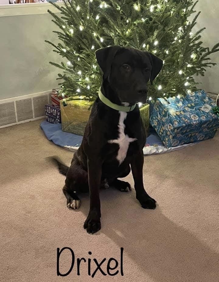 Drixel (AKA MOOSE) 3