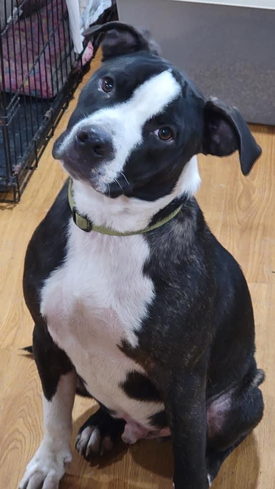 Poppy, an adoptable American Staffordshire Terrier in Fountaintown, IN, 46130 | Photo Image 7