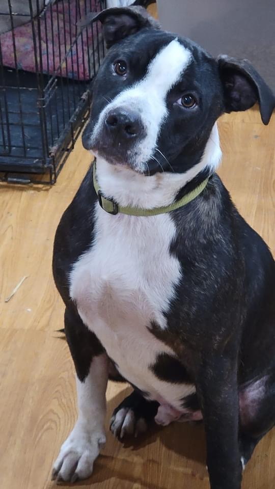 Poppy, an adoptable American Staffordshire Terrier in Fountaintown, IN, 46130 | Photo Image 9