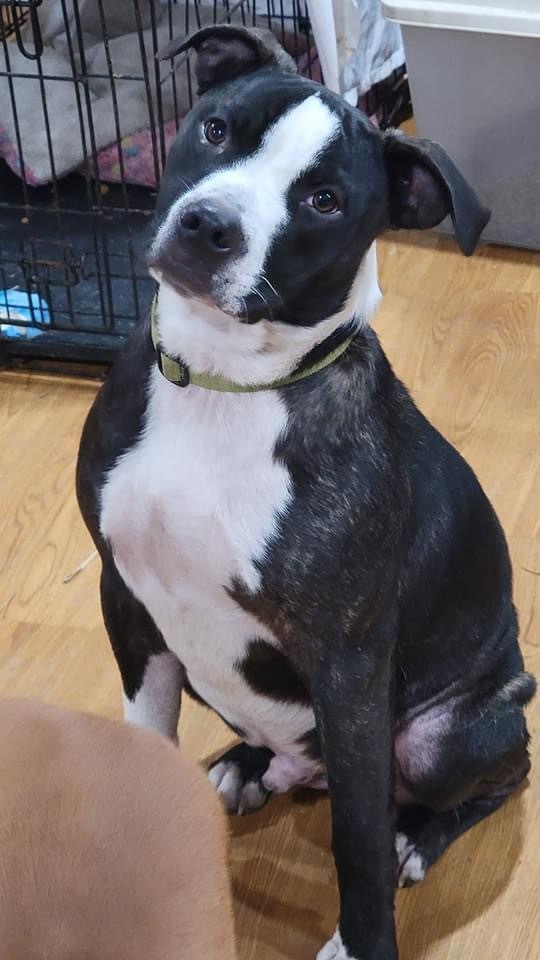 Poppy, an adoptable American Staffordshire Terrier in Fountaintown, IN, 46130 | Photo Image 10