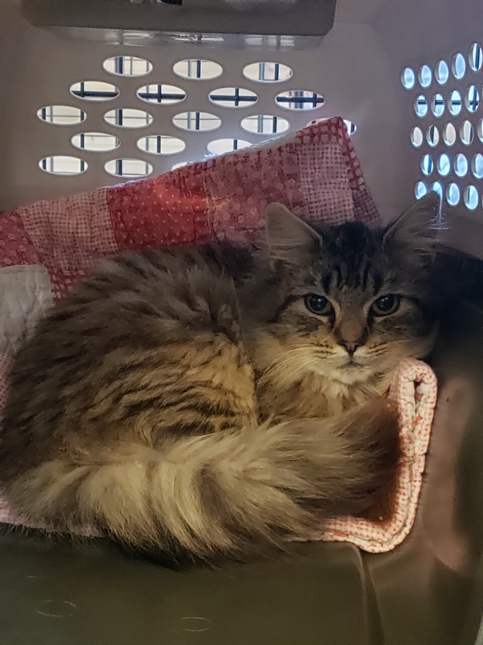 Anya - STILL AVAILABLE!, an adoptable Domestic Medium Hair, Maine Coon in Uncasville, CT, 06382 | Photo Image 1