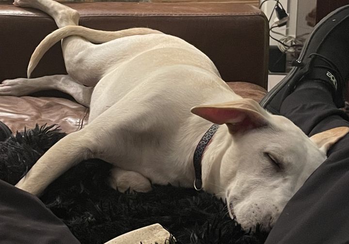 Biff, an adopted Labrador Retriever Mix in Omaha, NE_image-4