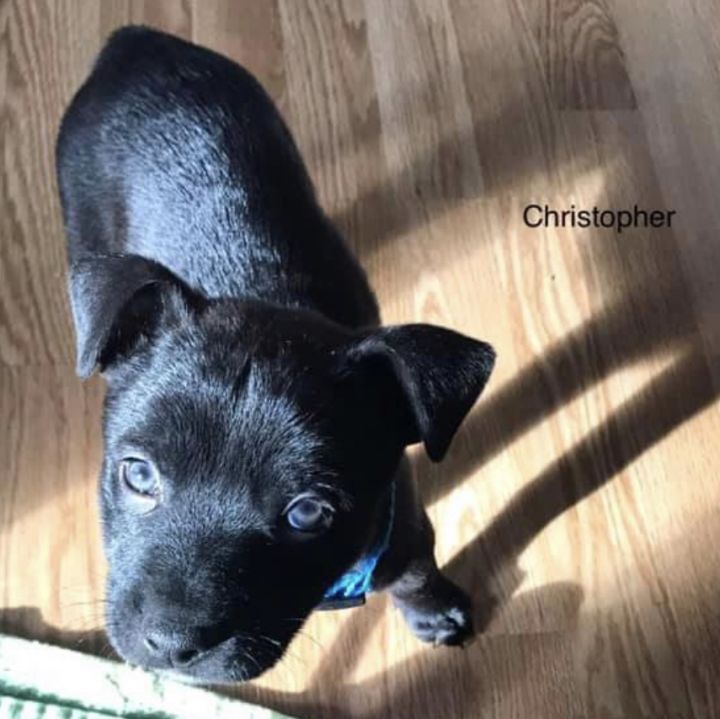 Christopher, an adopted Labrador Retriever & American Staffordshire Terrier Mix in Omaha, NE_image-1
