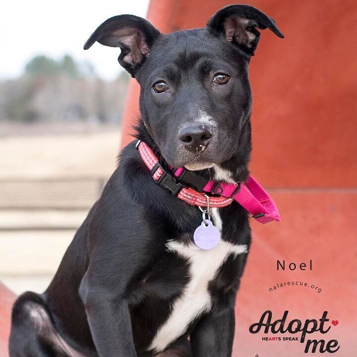 Noel, an adopted Labrador Retriever & Pit Bull Terrier Mix in Omaha, NE_image-1