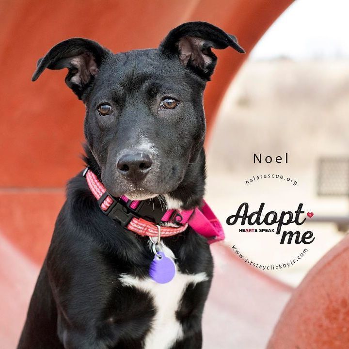 Noel, an adopted Labrador Retriever & Pit Bull Terrier Mix in Omaha, NE_image-3