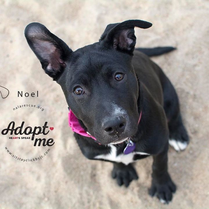 Noel, an adopted Labrador Retriever & Pit Bull Terrier Mix in Omaha, NE_image-4