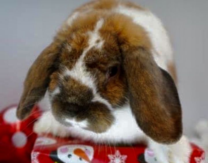 Chuck, an adoptable Lop Eared Mix in Thompson's Station, TN_image-1