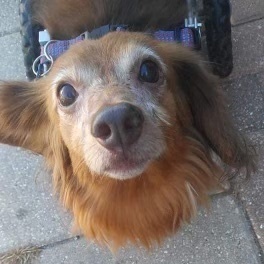 Roxy, an adoptable Dachshund in Orlando, FL, 32825 | Photo Image 1