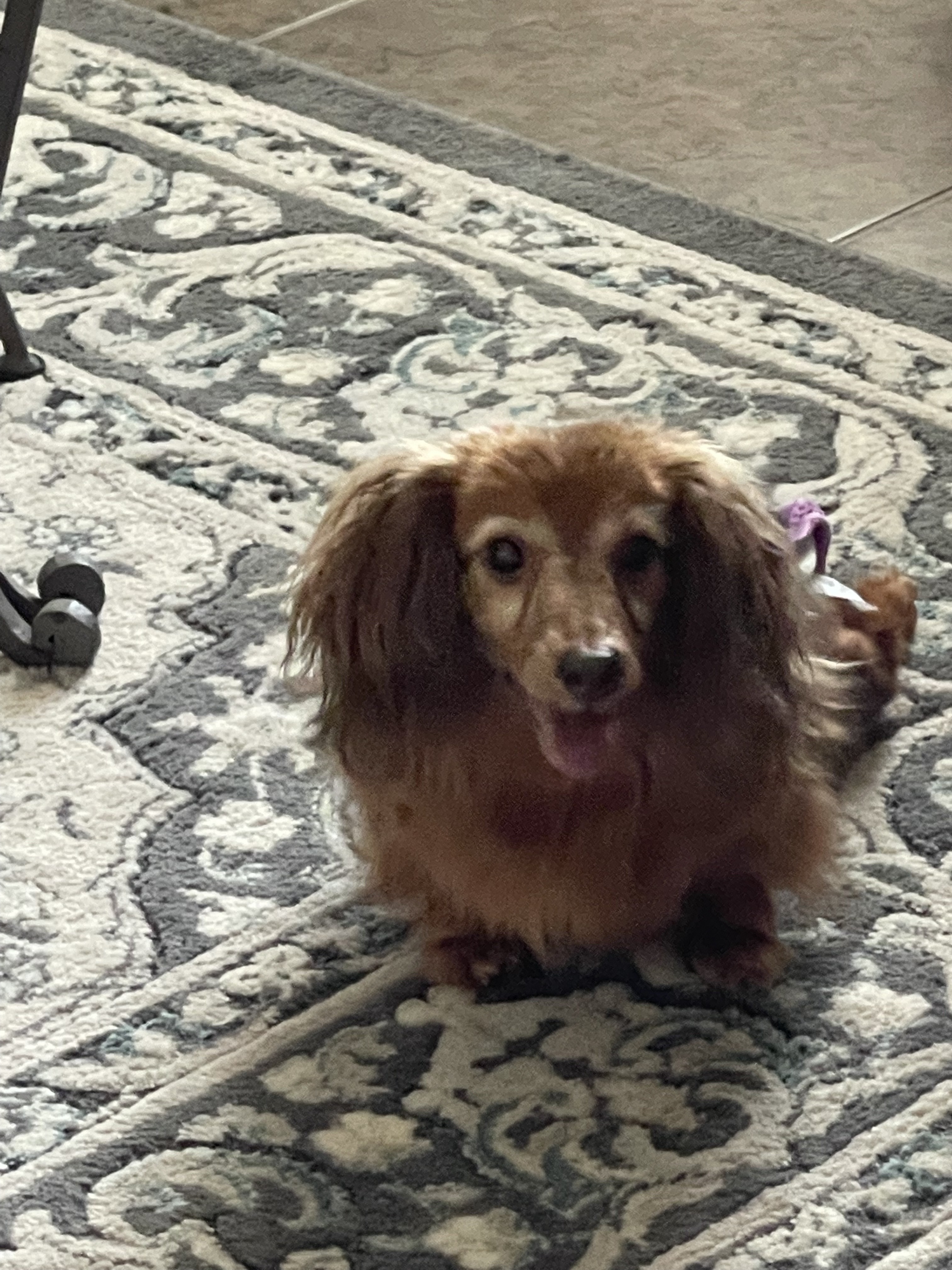 Roxy, an adoptable Dachshund in Orlando, FL, 32825 | Photo Image 2