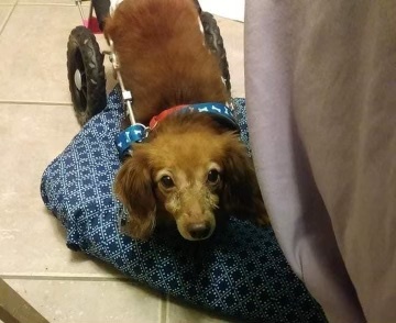 Roxy, an adoptable Dachshund in Orlando, FL, 32825 | Photo Image 4