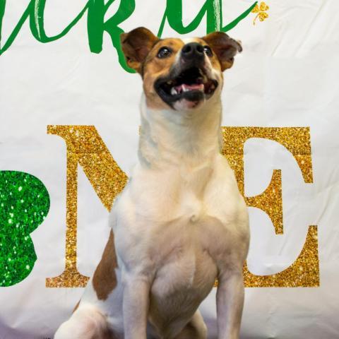 Brandy, an adoptable Jack Russell Terrier, Mixed Breed in Middletown, NY, 10940 | Photo Image 1