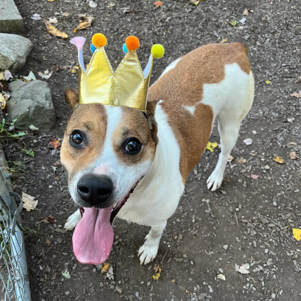 Brandy, an adoptable Jack Russell Terrier, Mixed Breed in Middletown, NY, 10940 | Photo Image 1