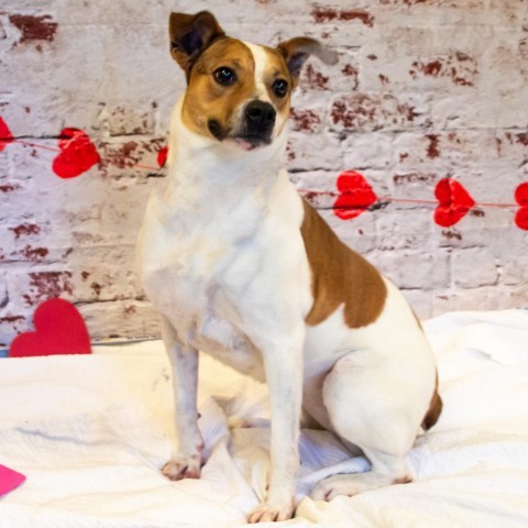 Brandy, an adoptable Jack Russell Terrier, Mixed Breed in Middletown, NY, 10940 | Photo Image 2