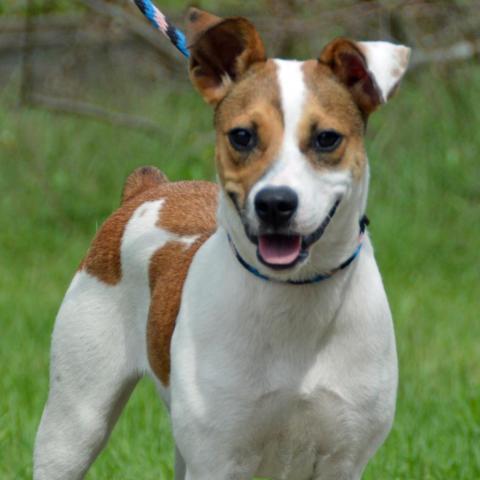 Brandy, an adoptable Jack Russell Terrier, Mixed Breed in Middletown, NY, 10940 | Photo Image 2