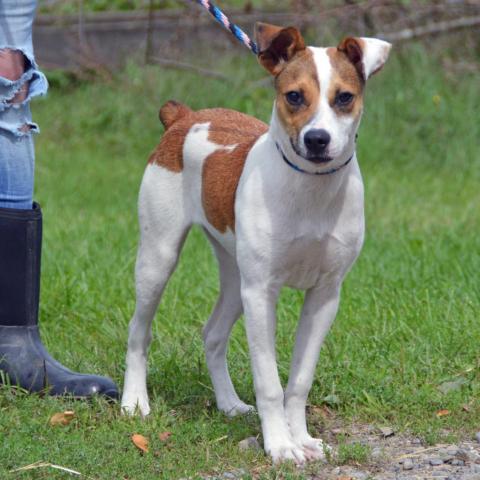 Brandy, an adoptable Jack Russell Terrier, Mixed Breed in Middletown, NY, 10940 | Photo Image 3