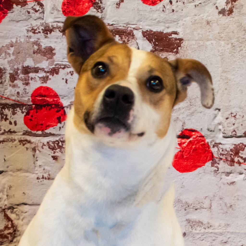 Brandy, an adoptable Jack Russell Terrier, Mixed Breed in Middletown, NY, 10940 | Photo Image 3