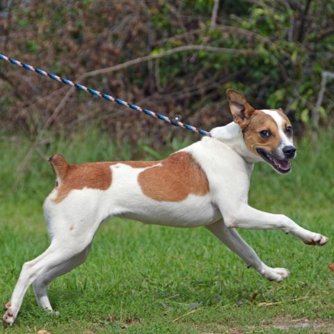 Brandy, an adoptable Jack Russell Terrier, Mixed Breed in Middletown, NY, 10940 | Photo Image 4