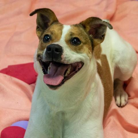 Brandy, an adoptable Jack Russell Terrier Mix in Middletown, NY_image-5