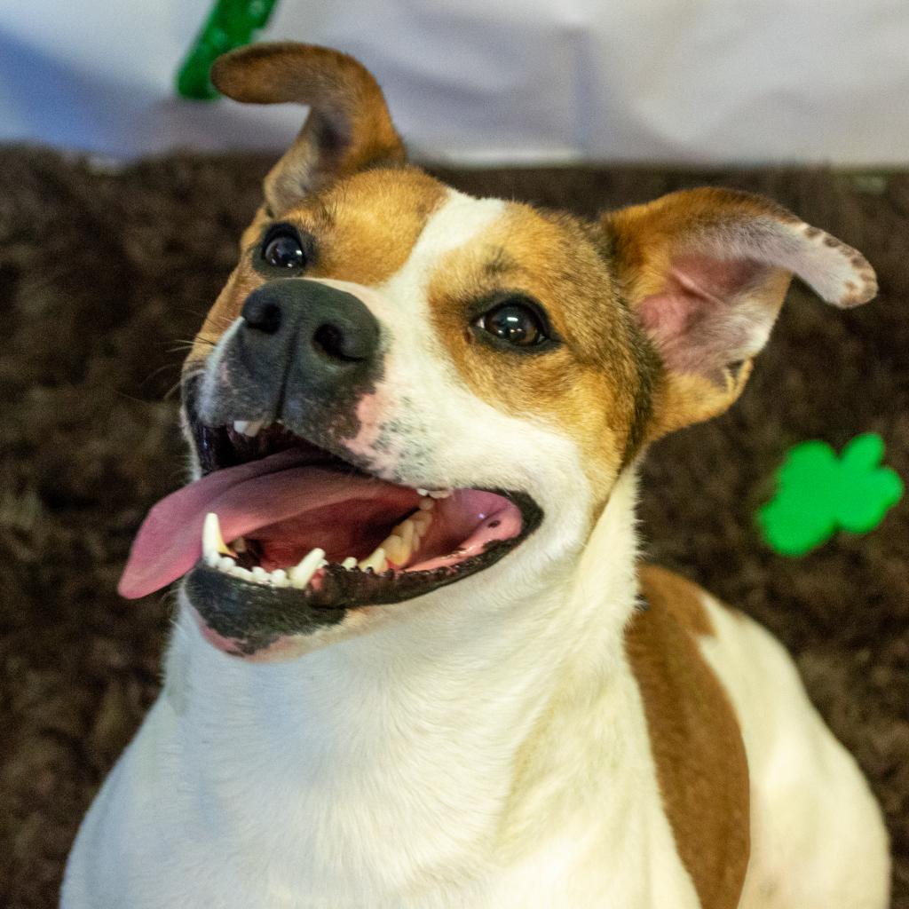 Brandy, an adoptable Jack Russell Terrier, Mixed Breed in Middletown, NY, 10940 | Photo Image 5