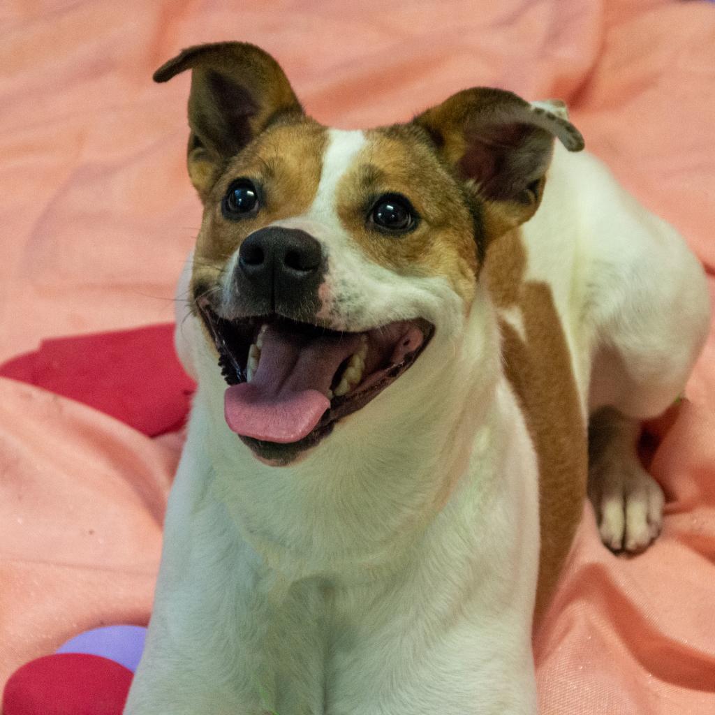 Brandy, an adoptable Jack Russell Terrier, Mixed Breed in Middletown, NY, 10940 | Photo Image 6