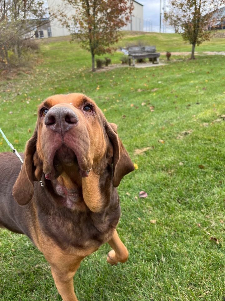 BELLA, an adoptable Bloodhound in Wintersville, OH_image-3
