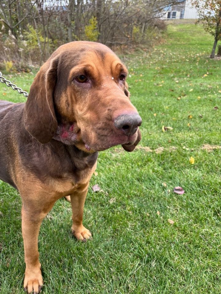 BELLA, an adoptable Bloodhound in Wintersville, OH_image-4