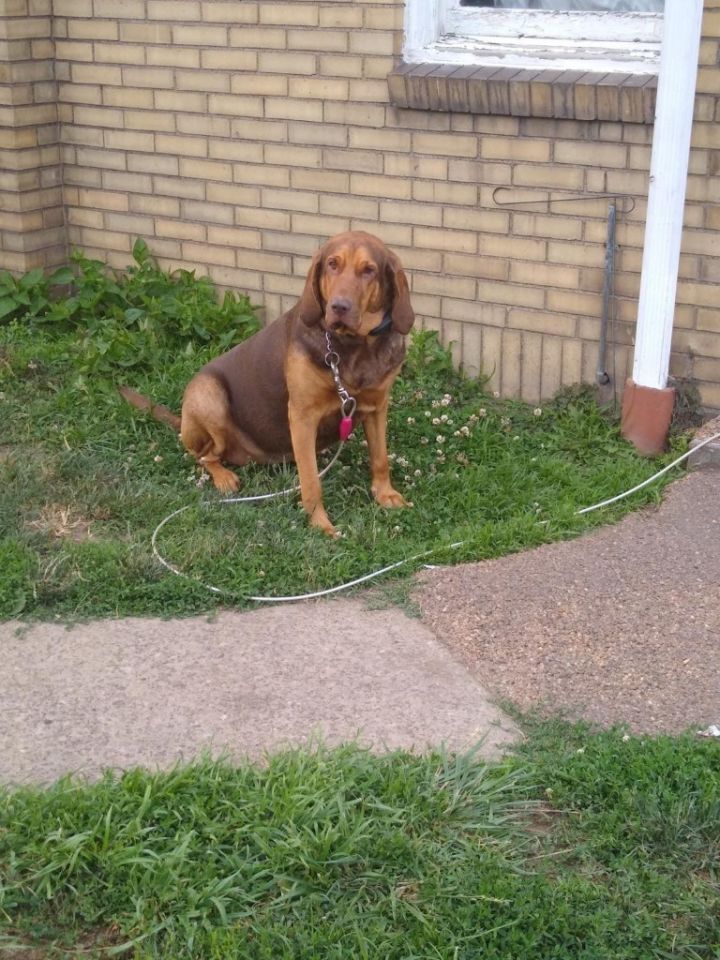 BELLA, an adoptable Bloodhound in Wintersville, OH_image-5