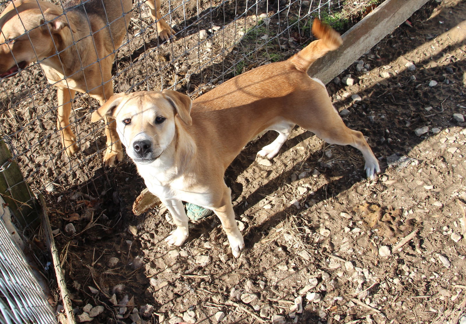 Sophie, an adoptable Hound in Poland, IN, 47868 | Photo Image 1