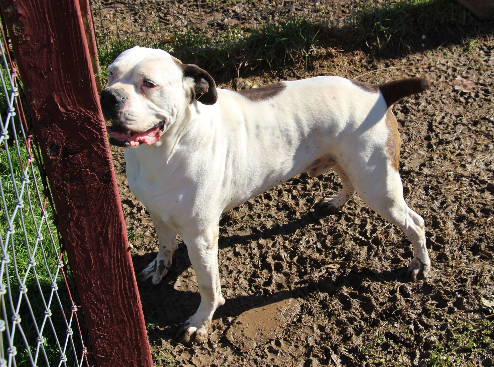 Blu, an adoptable Boxer in Poland, IN, 47868 | Photo Image 1