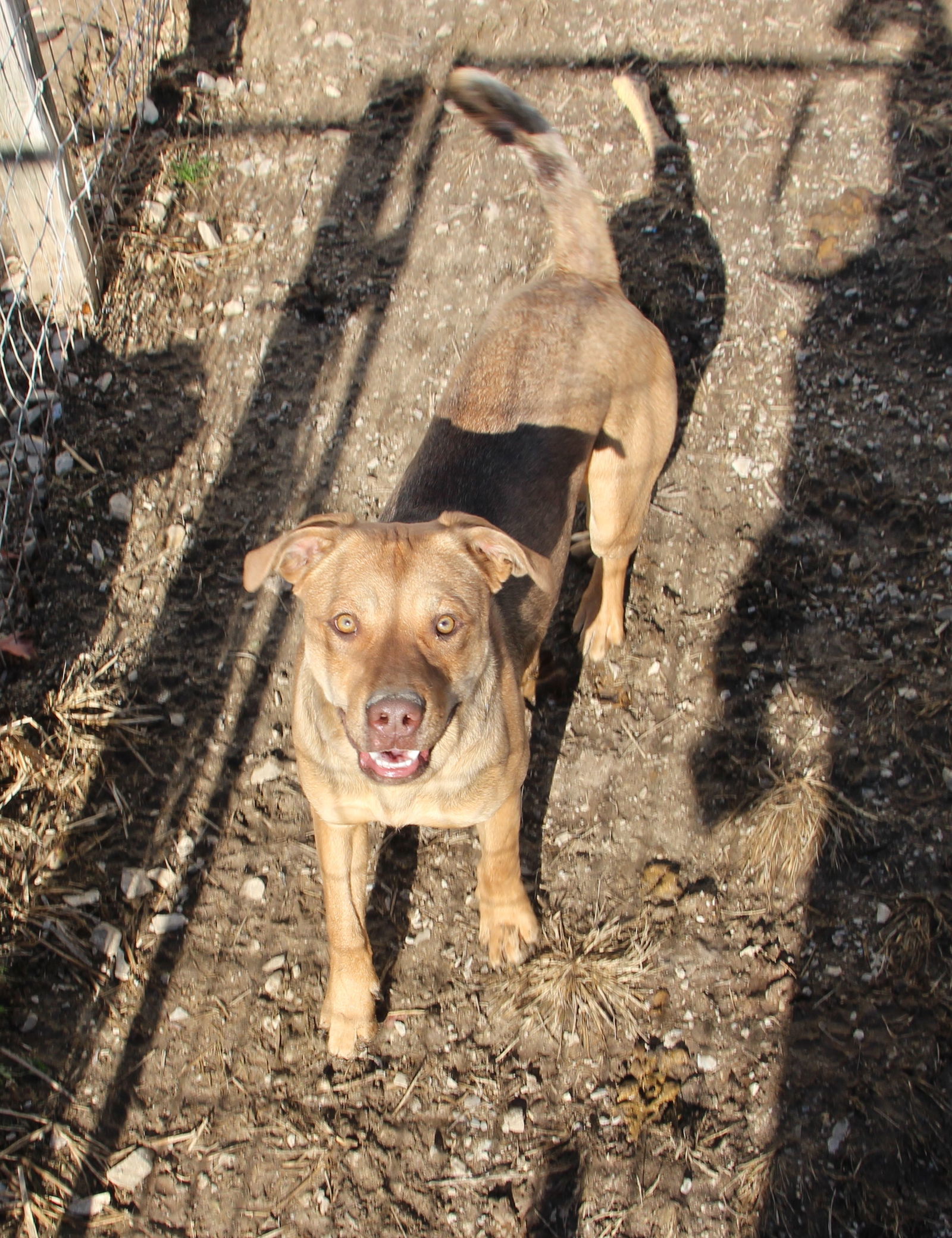 Lil Mac, an adoptable Hound in Poland, IN, 47868 | Photo Image 1