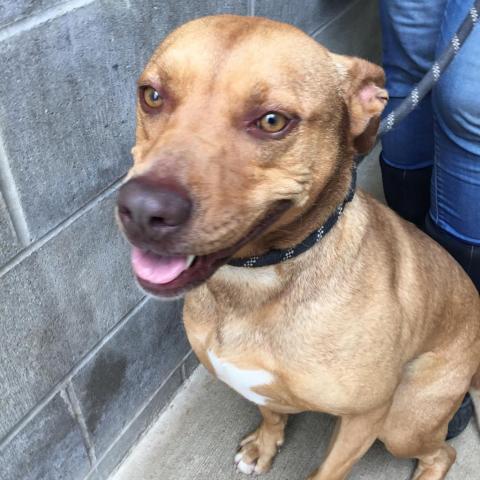 Jefferson, an adoptable Terrier in St. Joseph, MI, 49085 | Photo Image 1