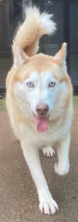 Dog for adoption - SEDONA, a Siberian Husky & Akita Mix in Dallas, TX