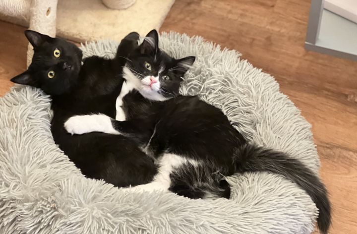 Bear & Blossom ~ Bonded Brother and Sister , an adopted Tuxedo & Bombay Mix in Tustin, CA_image-4